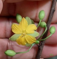 Ochna jabotapita L.